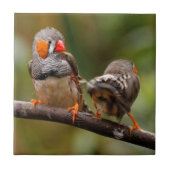 Carreau Pinsons zèbres effrontés oiseaux chanteurs sur une (Devant)