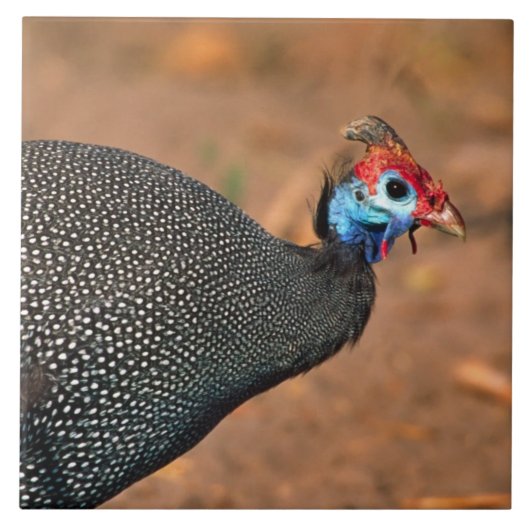 Carreau Pintade à casque (Numida meleagris). Afrique, (Devant)