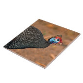 Carreau Pintade à casque (Numida meleagris). Afrique, (Côté)
