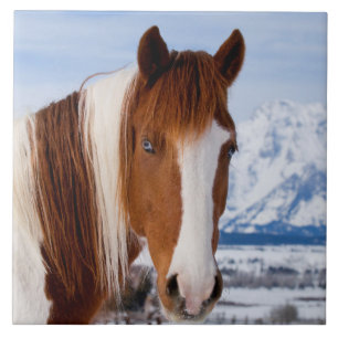Carreau Pinto Horse Le mont Moran en hiver
