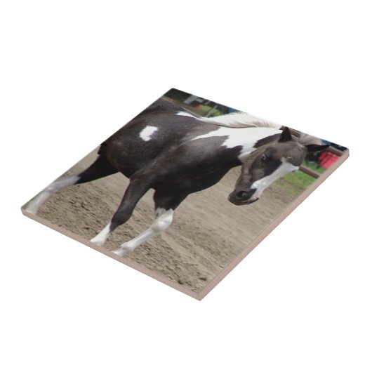 Carreau Pinto Mini Horse (Côté)