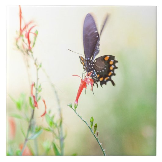 Carreau Pipevine Swallowtail papillon à la lumière de l'ap (Devant)
