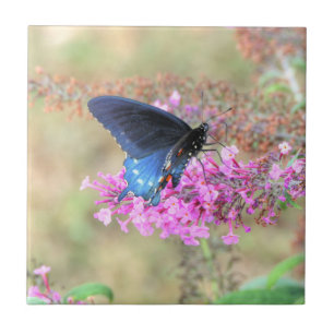 Carreau Pipevine Swallowtail sur Buddleia
