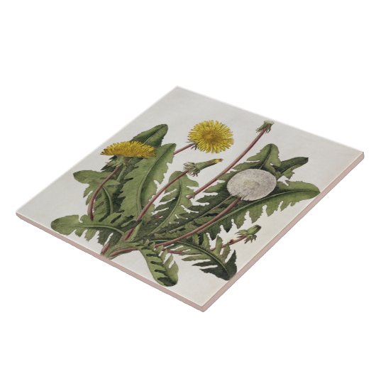 Carreau Pissenlit (gravure de couleur) (Côté)