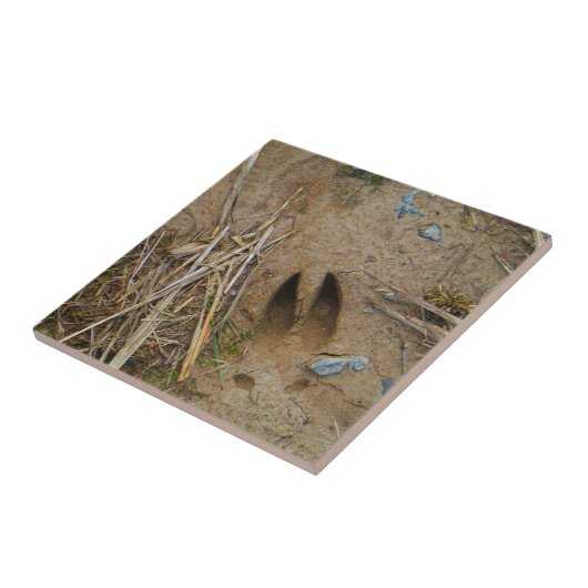 Carreau piste de cerfs (Côté)