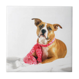 Carreau Pit Bull Puppy Love in Pink XOXO