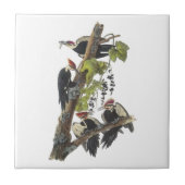 Carreau Pivert de Pileated par Audubon (Devant)