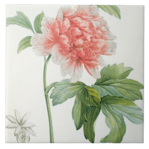 Carreau Pivoine, 1799 (copie de pointillé de couleur)