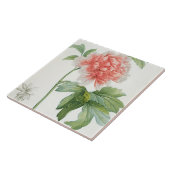 Carreau Pivoine, 1799 (copie de pointillé de couleur) (Côté)