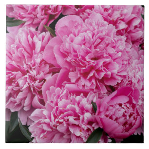 Carreau Pivoine rose élégante, photo florale esthétique
