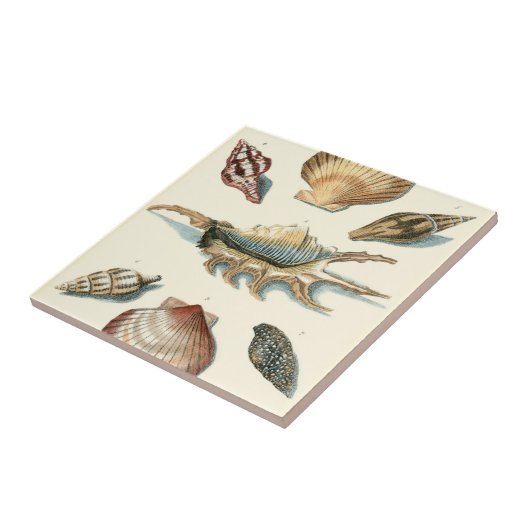 Carreau Plage de Shell soignée (Côté)