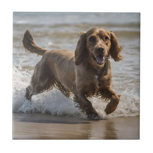 Carreau "Plaisir de bord de mer : Un Cocker Spaniel Play d (Devant)