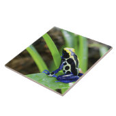 Carreau Plan rapproché de grenouille de teinture de dard (Côté)