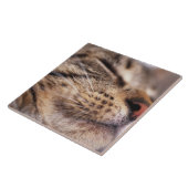 Carreau Plan rapproché des favoris et du museau de chat (Côté)