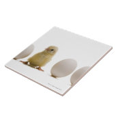 Carreau Plan rapproché d'un poussin de bébé avec trois (Côté)