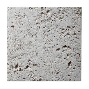 Carreau Plan rapproché fossile de surface de tuile de