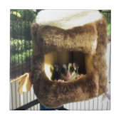 Carreau Planeur à sucre dans le fourrure Truck Hanging Lit (Devant)