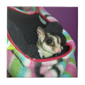 Carreau Planeur à sucre portant un Casquette (Devant)