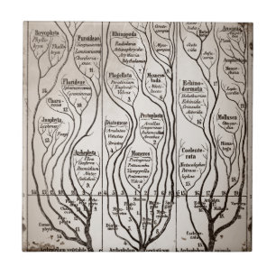Carreau Plantae Protista Animalia