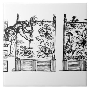 Carreau Plantant dans les lits augmentés, 'du Laby du