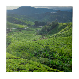 Carreau Plantation de thé de Cameron Highlands