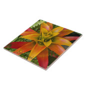 Carreau Plante de Broméliacée Guzmania Florale (Côté)