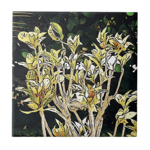 Carreau Plante de Cuba