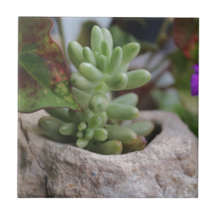 Carreau Plante et Plante Chameleon succulent