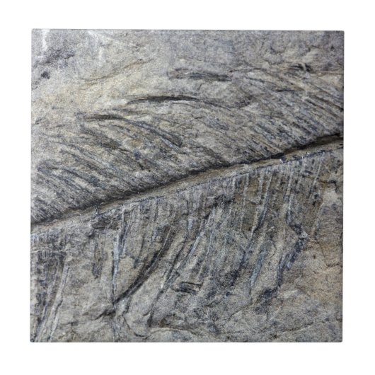 Carreau Plante fossile (Devant)