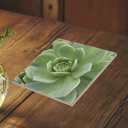 Carreau Plante grasse florale Hens and Chicks