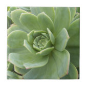 Carreau Plante grasse florale Hens and Chicks (Devant)