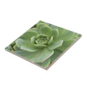 Carreau Plante grasse florale Hens and Chicks (Côté)