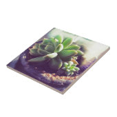 Carreau Plante Hen et Chicks (Côté)