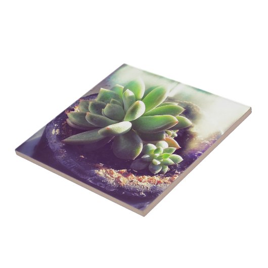 Carreau Plante Hen et Chicks (Côté)