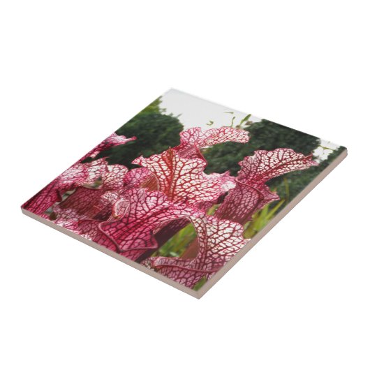 Carreau Plante Pink Pitcher (Côté)