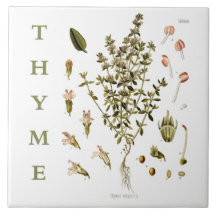 Plantes de jardin de cuisine vintage fleurs de thy