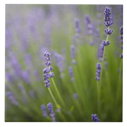 Carreau Plantes de lavande 2 (Devant)