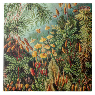 Carreau Plantes de mousse vintage Muscinae par Ernst Haeck