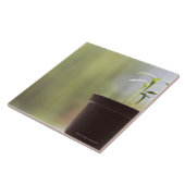 Carreau Plantes de tournesol poussant dans le pot (Côté)