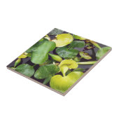 Carreau Plantes d'étang à l'épicerie (Côté)