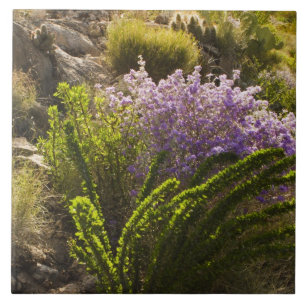 Carreau plantes du désert de Chihuahuan en fleurs