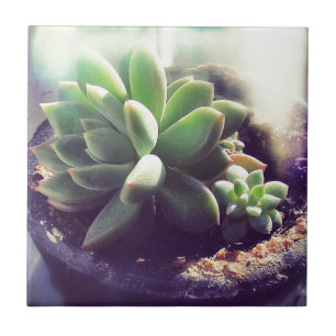 Carreau Plantes Hen et Chicks