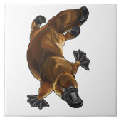 Carreau platype (Devant)