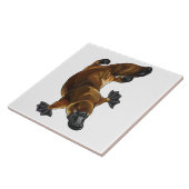 Carreau platype (Côté)