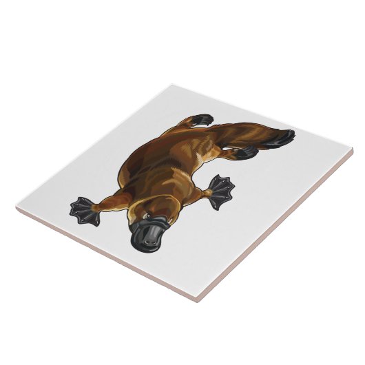 Carreau platype (Côté)