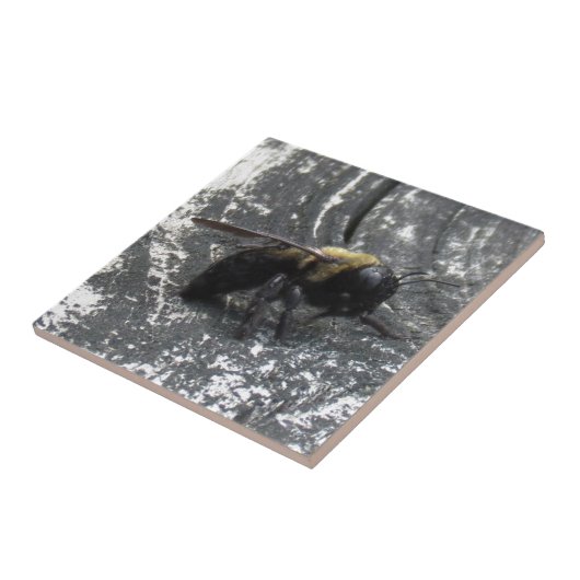 Carreau Pludrops (Côté)