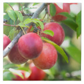 Carreau Plum cerise sur branche (Devant)