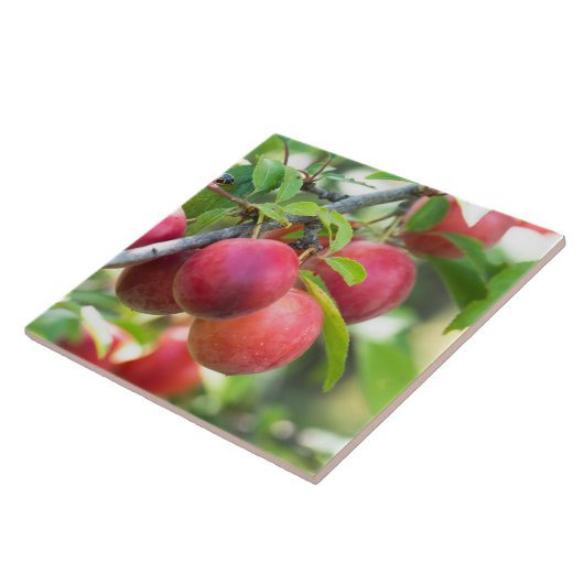 Carreau Plum cerise sur branche (Côté)