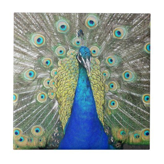 Carreau Plumage bleu Peacock (Devant)