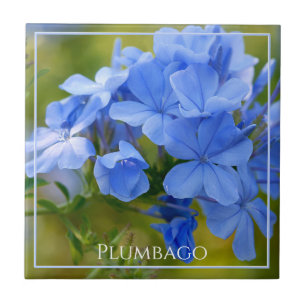 Carreau Plumbago - Les fleurs bleues de l'été Photographie